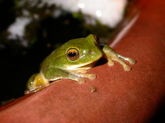 Zhangixalus taipeianus