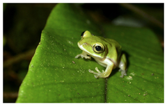 Zhangixalus prasinatus
