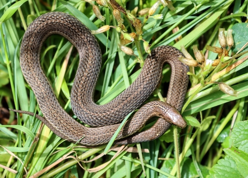 Short-headed Garter Snake