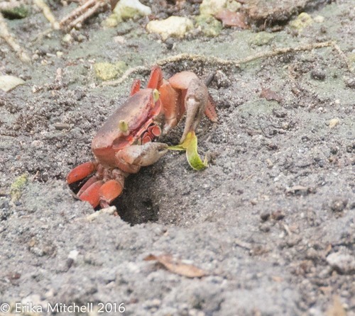 Blue Land Crab, photo 6 of 8