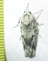 Ethioterpia lichenea