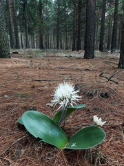 Haemanthus humilis hirsutus