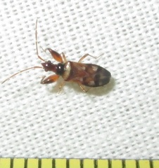 Ethaltomarus rugosus