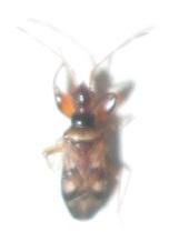 Ethaltomarus rugosus
