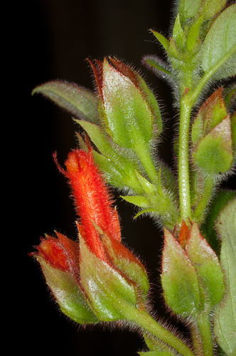 Columnea dissimilis