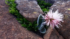 Haemanthus humilis hirsutus