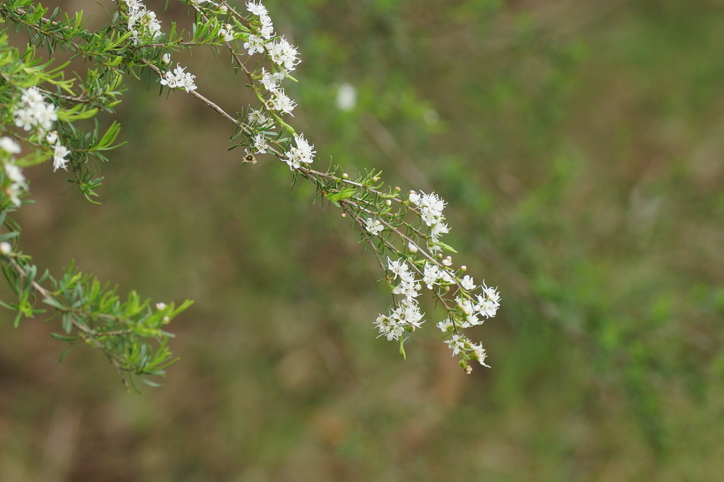 Yarra burgan