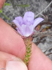 Roella triflora