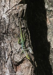 Anolis roquet salinei