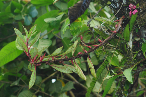 Columnea angustata, photograph 5