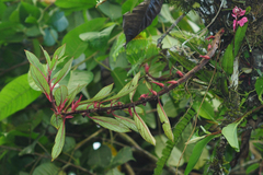 Columnea angustata, photograph (c) Oscar Marín, some rights reserved (CC BY-SA)
