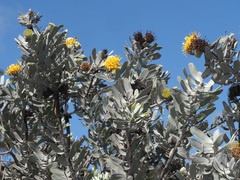 Leucospermum rodolentum