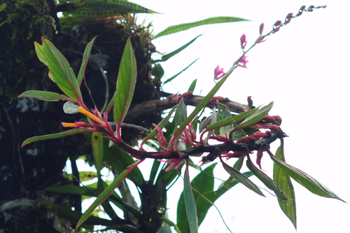 Columnea angustata, photograph 6