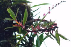 Columnea angustata, photograph (c) Oscar Marín, some rights reserved (CC BY-SA)