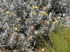 Leucospermum rodolentum
