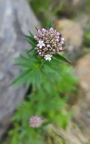 Image of Valeriana excelsa by (c) Andreas Schneider, some rights reserved (CC BY)
