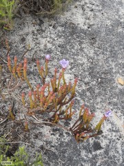 Roella triflora