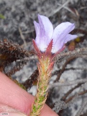 Roella triflora