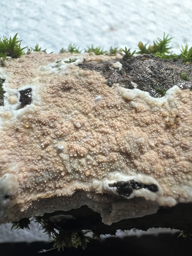 Representative image of Heteroradulum