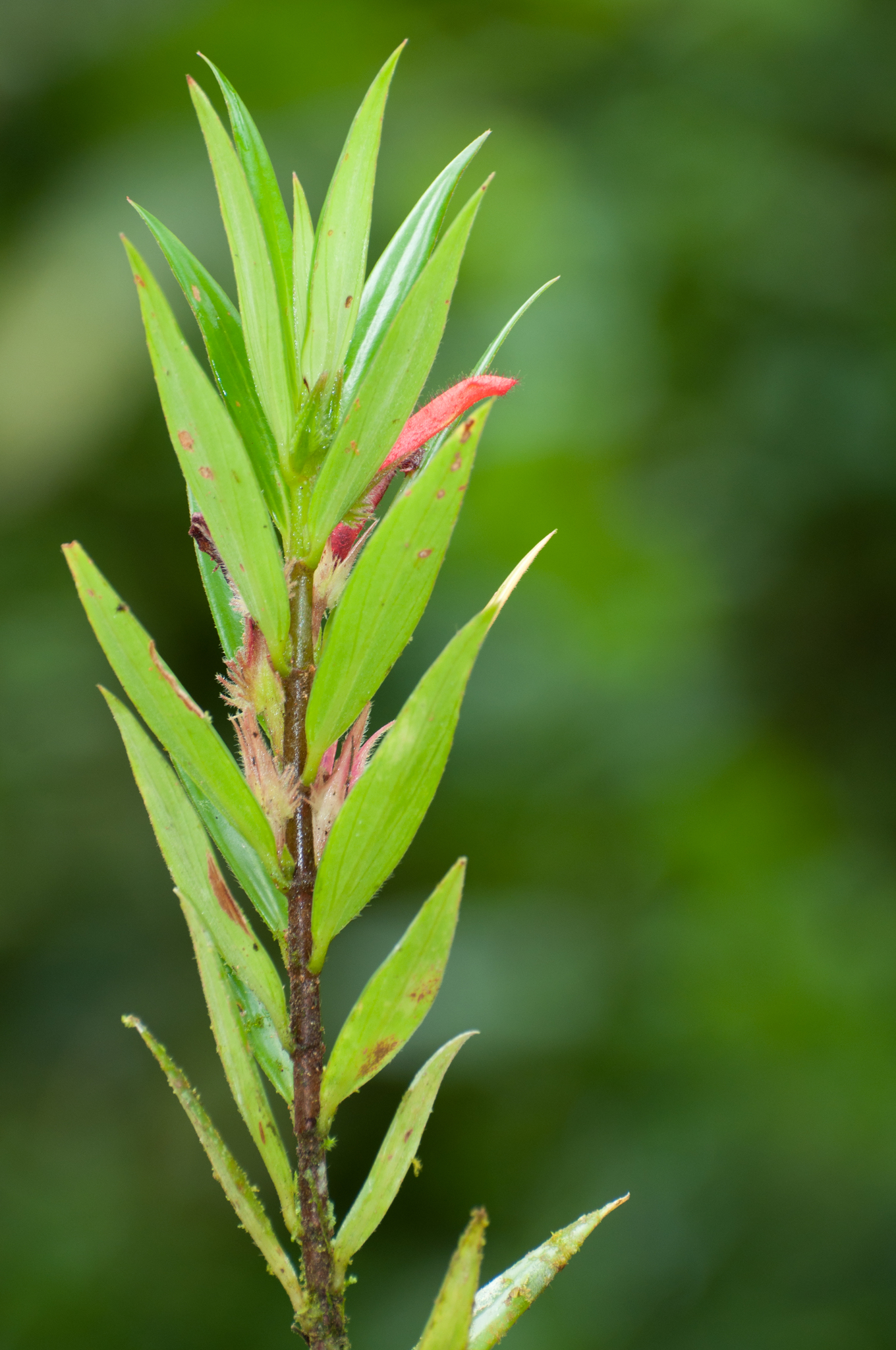Columnea bilabiata
