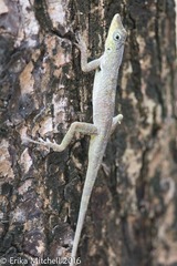 Anolis roquet salinei