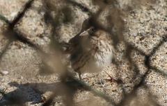 Passerculus sandwichensis rostratus