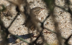 Passerculus sandwichensis rostratus