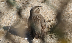 Passerculus sandwichensis rostratus