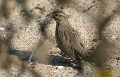 Passerculus sandwichensis rostratus