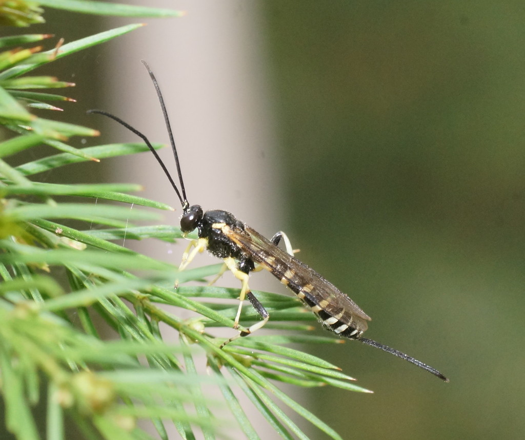 Sericopimpla