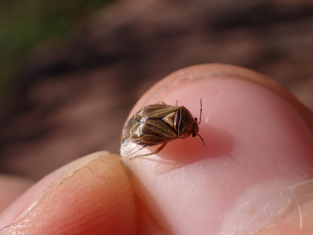 Strongylocoris obscurus