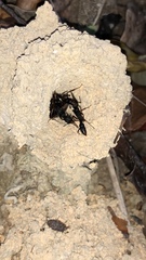 Harpegnathos venator