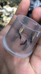 Harpegnathos venator