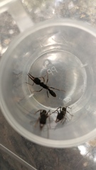 Harpegnathos venator