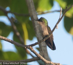 Orthorhyncus cristatus