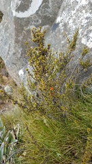 Coprosma fowerakeri