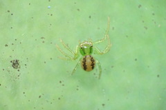 Lysiteles