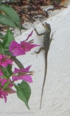 Anolis roquet salinei