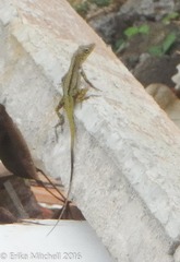 Anolis roquet salinei