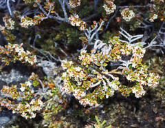 Epacris alpina