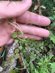 Epilobium rotundifolium