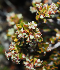 Epacris alpina