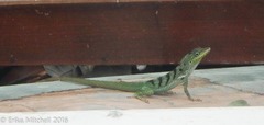 Anolis roquet salinei