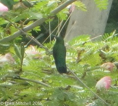 Eulampis holosericeus