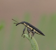 Rhinotia brunnea