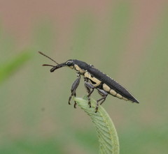 Rhinotia brunnea