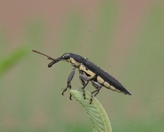 Rhinotia brunnea