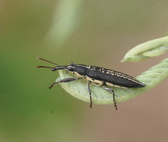Rhinotia brunnea