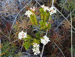 Pimelea buxifolia