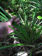 Cordyline pumilio